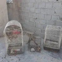 قفس پرنده