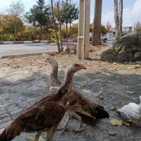 مرغ وخروس|حیوانات مزرعه|صحنه, |دیوار