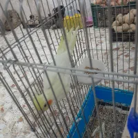 عروس هلندی. قناری