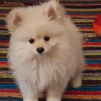 سگ پامرین|سگ|امیدیه, |دیوار