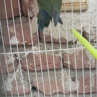 کوتوله برزیلی|پرنده|ارومیه, |دیوار