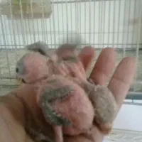 کوتوله گم شده|پرنده|قم, لسانی|دیوار