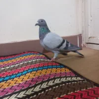 ک ف ت ر پلاکی
