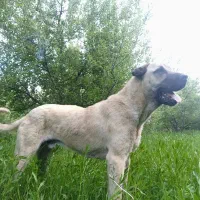 توله ۱۷ماهه پژدر