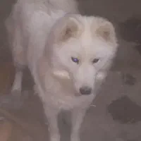 واگذاری هاسکی