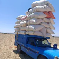 کاه  زیره سبز برای عرق گیری