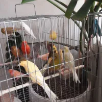 معاوضه قناری بامرغ تخمگذار جوان|پرنده|حمیدیا, |دیوار