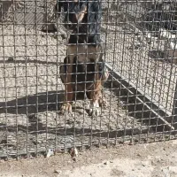 تازی|سگ|میلاجرد, |دیوار