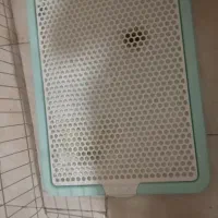 توله سگ|سگ|قدس, شهرک دانش|دیوار