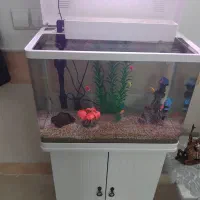 فوری|ماهی|قم, مجیدیه|دیوار