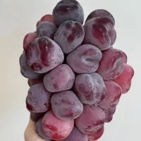 نهال میوه رویشی