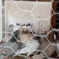 کبوتر تهرانی ورنگی