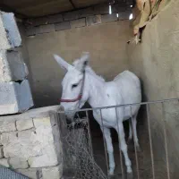 الاغ ماده|حیوانات مزرعه|یزد, |دیوار