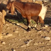 گوسفند|حیوانات مزرعه|دزفول, |دیوار