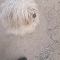 سگ گمشده|حیوانات|شهریار, رضی آباد پایین|دیوار