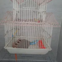 قفس خرگوش وپرنده