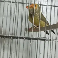 فنچ ستاره ای صورت نارنجی