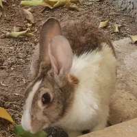 خرگوش ماده فروشی ،بالغ