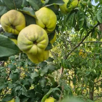 ۷۰قصب باغ روداب با دیوار سند تک برگ