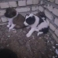 توله سگ قدرجونی