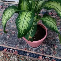 گل دیفن|گل و گیاه طبیعی|بانه, |دیوار