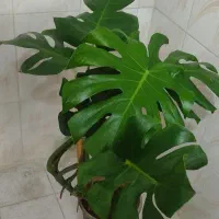 گل و گیاه