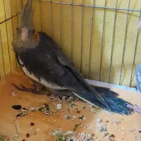 عروسهلندی|پرنده|رشت, جهاد|دیوار