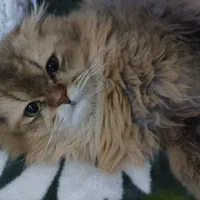 واگزاری گربه