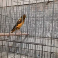 تعدادی قناری دونسته