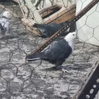 کبتر کربلایی