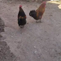 خروس محلی|حیوانات مزرعه|بردسیر, |دیوار