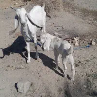 بز وکهره فروشی|حیوانات مزرعه|بلوک, |دیوار