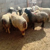 میش آبستن|حیوانات مزرعه|خمینی‌شهر, |دیوار