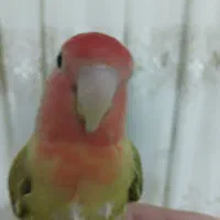طوطی کوتوله برزیلی بازی گوش