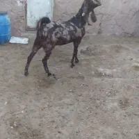 فروش سه بز پاکستانی