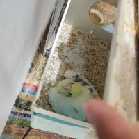 عروس هلندی دوکت .گرینچیک تراکوییس