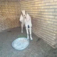 خوزستان شادگان خروسی شمالی|حیوانات مزرعه|شادگان, |دیوار