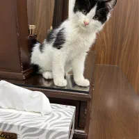 واگذاری رایگان گربه