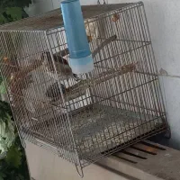 سهره رسمی  مست