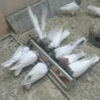 کفتر طوقی و کله ای