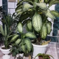 گل دیفن باخیا