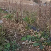 انواع نهال انجیر بادام ازگیل سروناز گوجه باغی