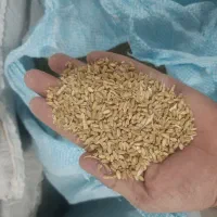 گندم به حال خود قیمت عالی