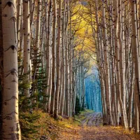 فروش خط همراه اول