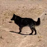 سگ ژرمن|سگ|نیشابور, فضل|دیوار