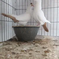 دوجفت دم زرد کرمونی اصیل عطیغه|پرنده|بندرعباس, |دیوار