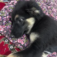 توله ژرمن ماده ۱۵ هفتگی|سگ|تبریز, |دیوار