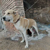 واکذاری سگ گله