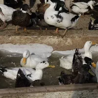 گوشت بوقلمون مرغ و خروس محلی گوشت غاز و اردک