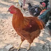 خروس